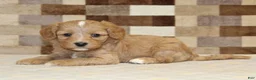 Double Doodle dogs for sale: Joy - Ad 2