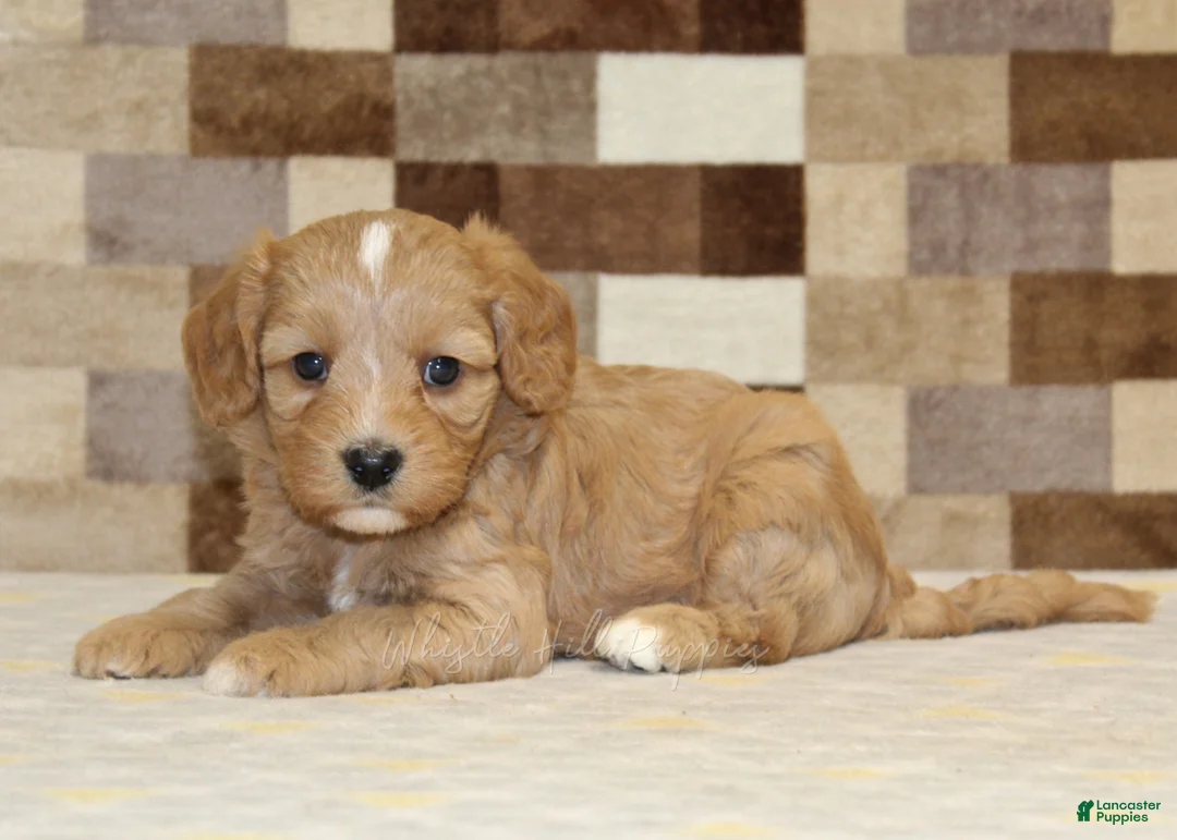 Double Doodle dogs for sale: Joy - Ad 2