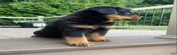 Rottweiler dogs for sale: Otto - Ad 4