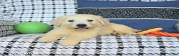 Golden Retriever dogs for sale: Theo - Ad 4