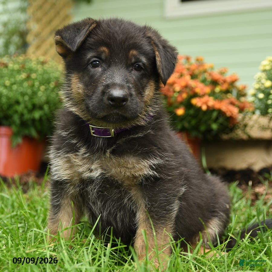 German Shepherd dogs Otto - Ad 1