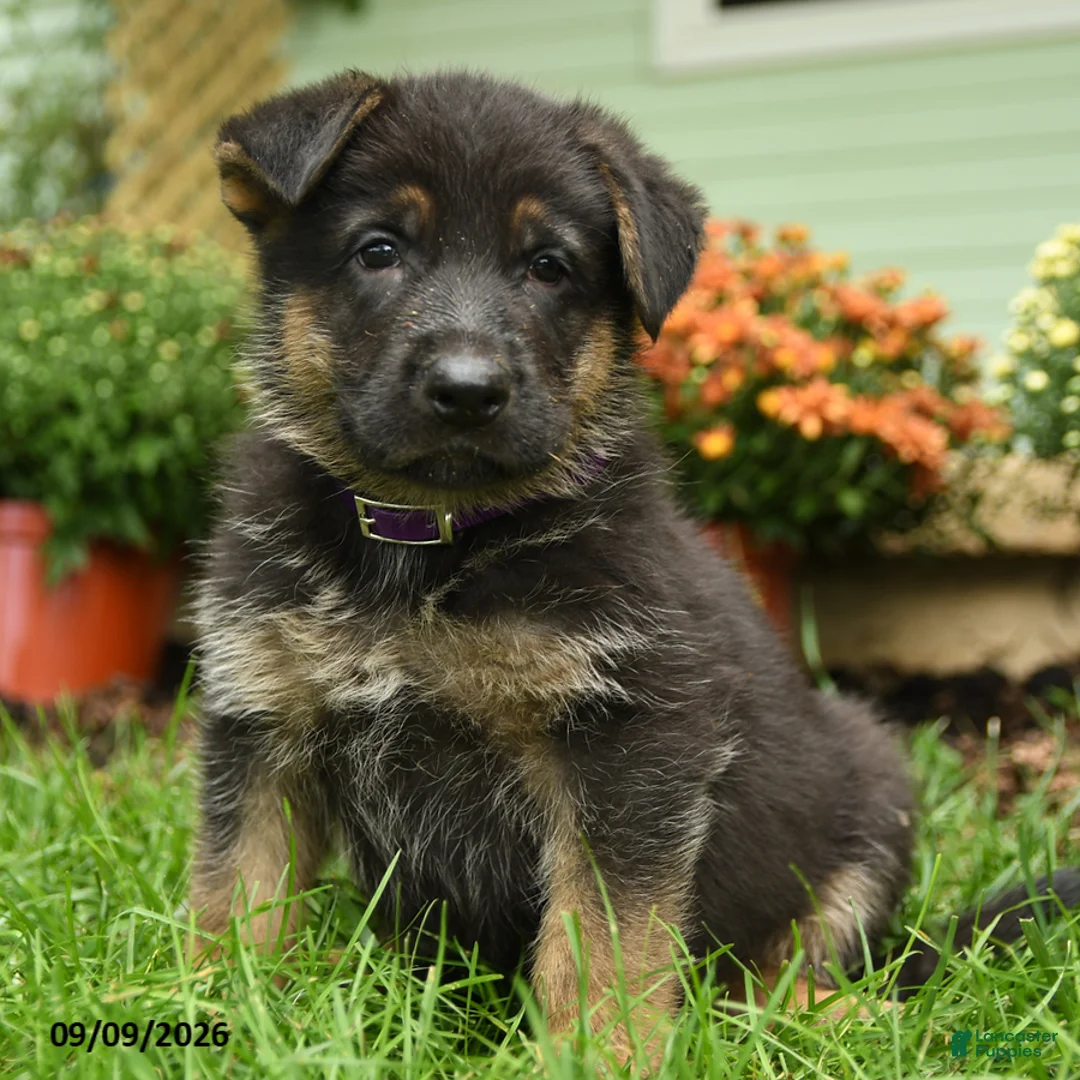 German Shepherd dogs for sale: Otto - Ad 1