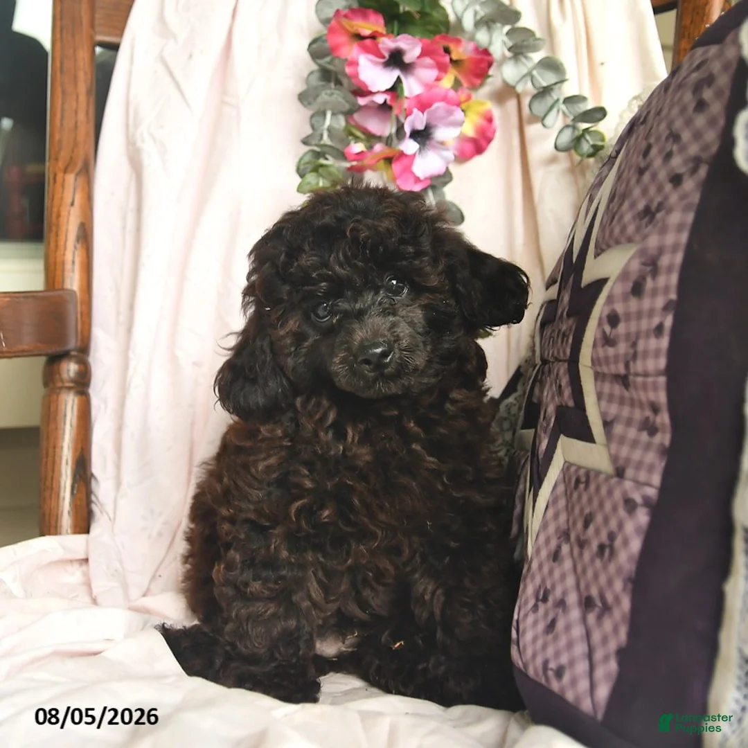 Miniature Poodle dogs for sale: Jeremiah  - Ad 3