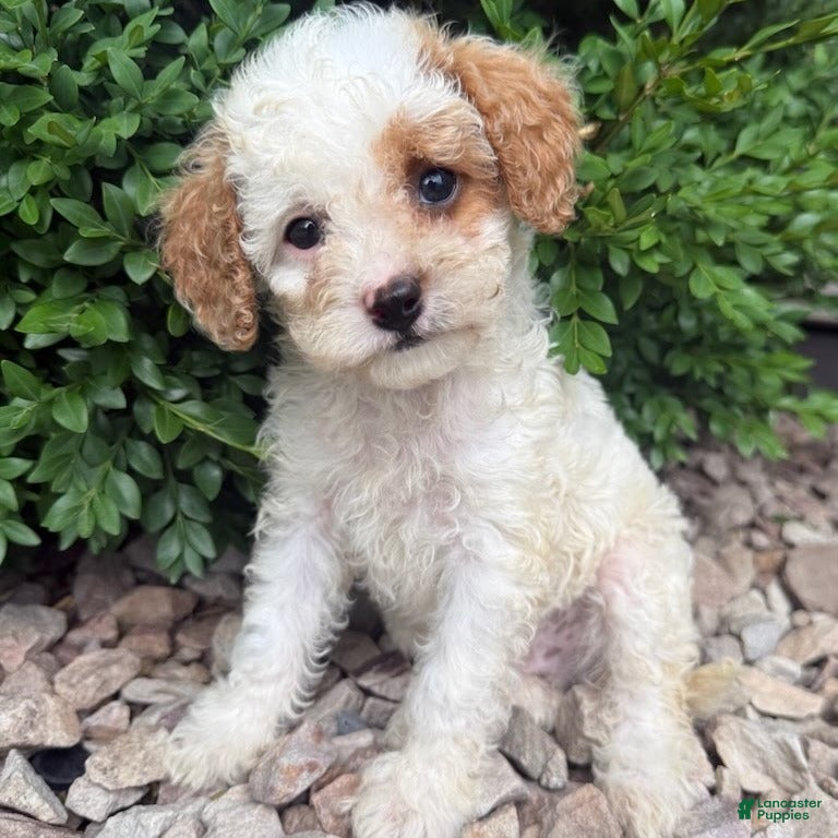 Cavapoo dogs Peter  - Ad 1