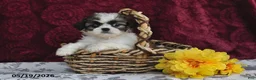 Shih Tzu dogs for sale: Silky - Ad 2