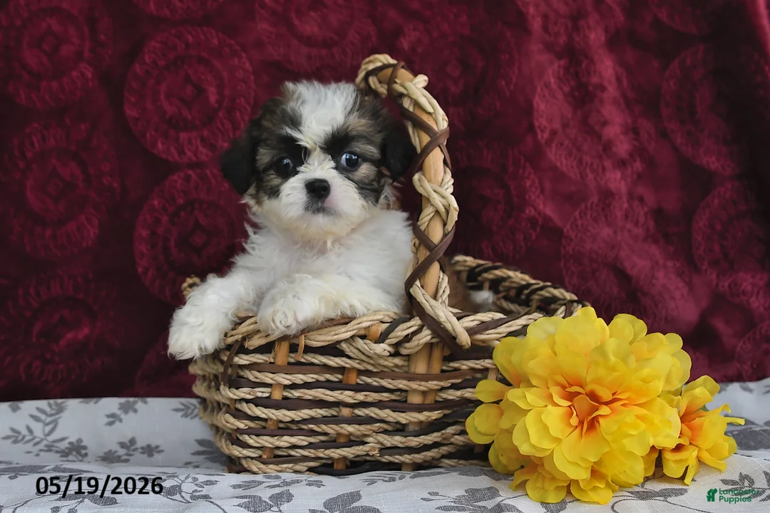Shih Tzu dogs for sale: Silky - Ad 2