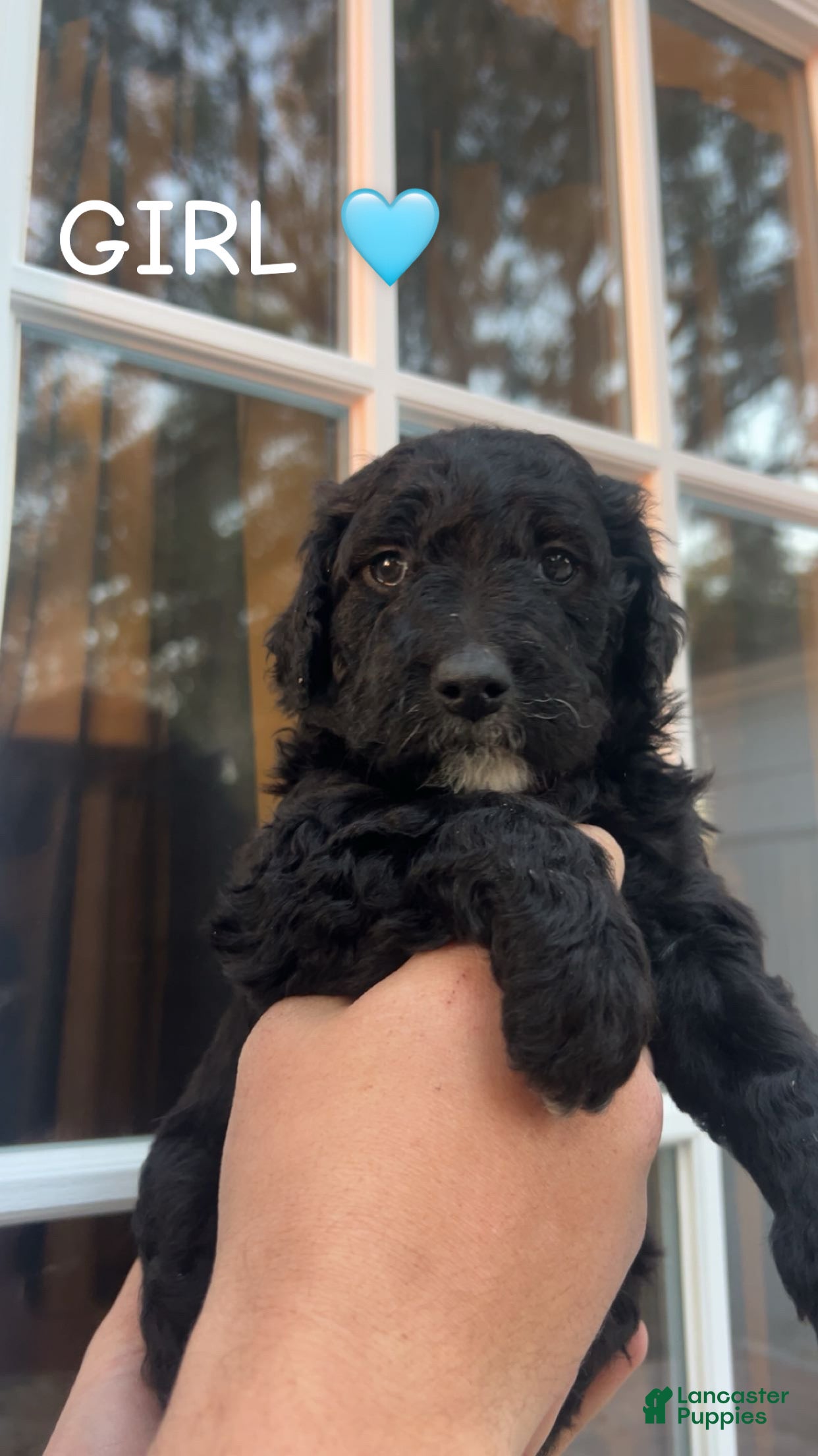 Goldendoodle dogs Goldendoodle Puppy 2 - Ad 13