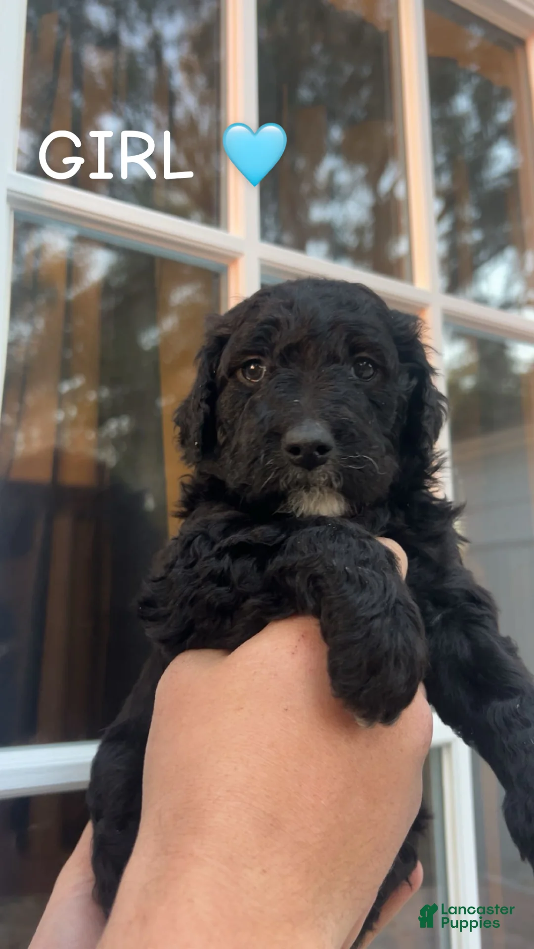 Goldendoodle dogs for sale: Goldendoodle Puppy 2 - Ad 1