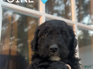 Goldendoodle dogs Goldendoodle Puppy 2 - Ad 9