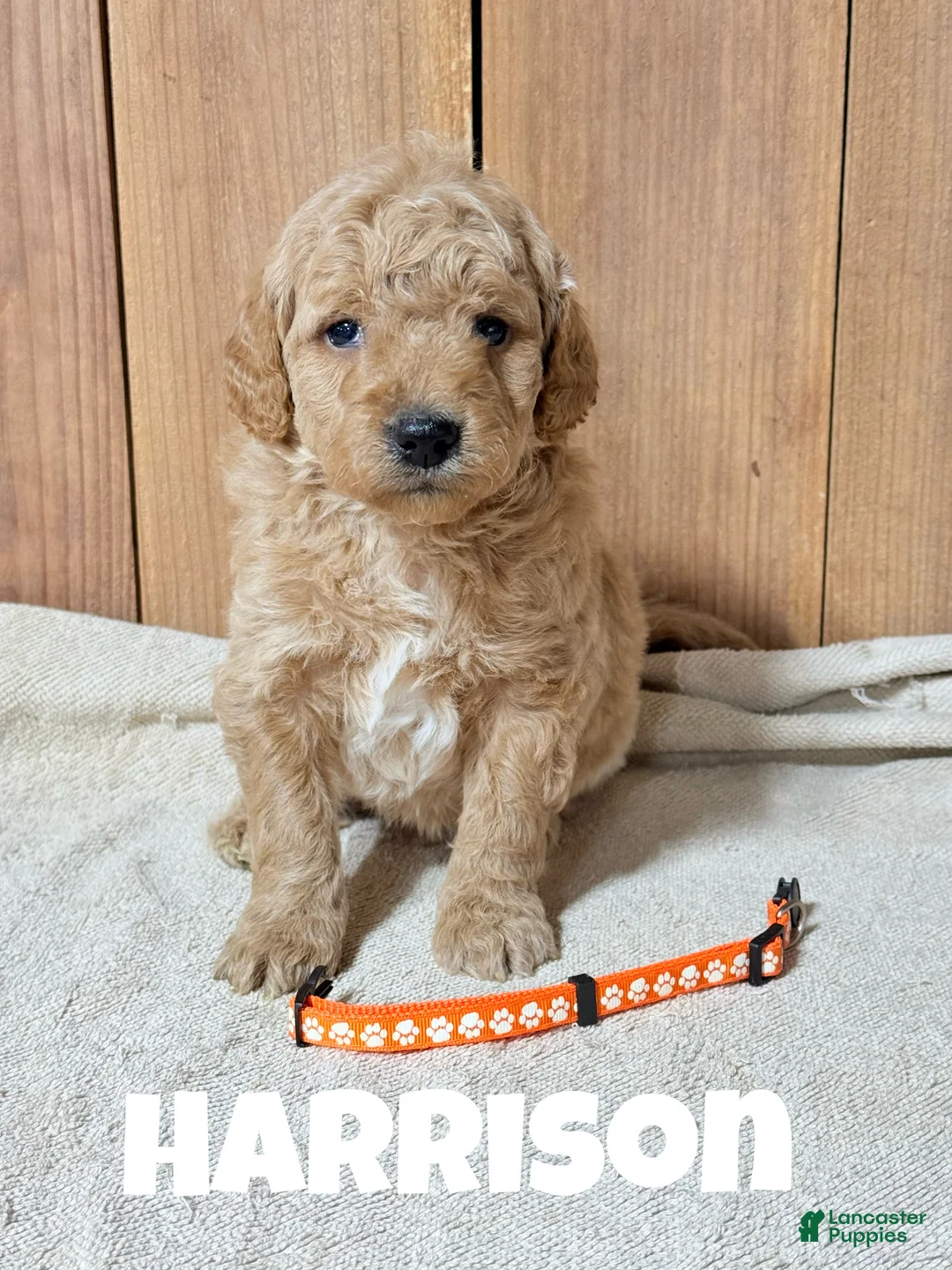Mini Goldendoodle dogs for sale: Harrison, F1b Mini Goldendoodle - Ad 2