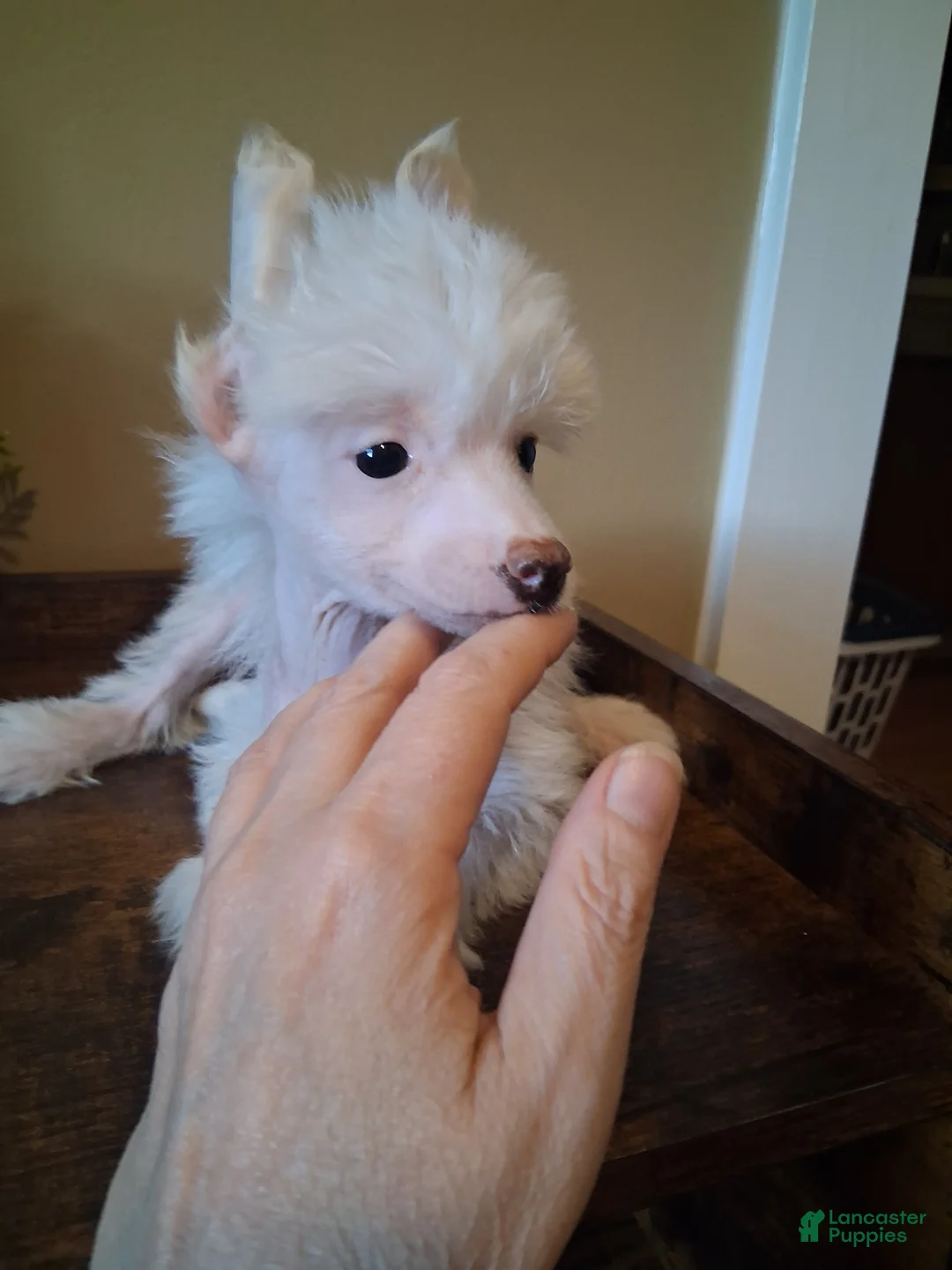 Chinese Crested dogs for sale: Honey - Ad 2