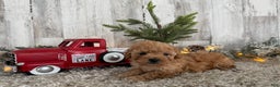 Maltipoo dogs for sale: Riley - Ad 4