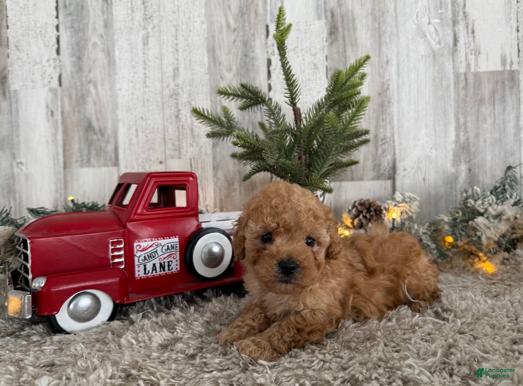 Maltipoo dogs for sale: Riley - Ad 4
