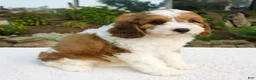 Cavapoo dogs for sale: Ila - Ad 6