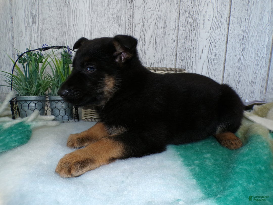 German Shepherd dogs for sale: German Shepherd Puppy 6 Max - Ad 3