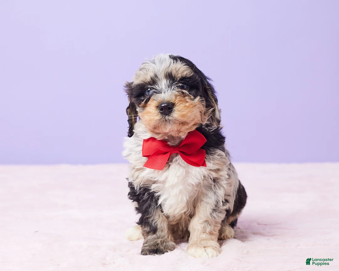 Mini Bernedoodle dogs for sale: Milo - Ad 5
