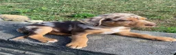 Mixed Breed dogs for sale: Arlo - Ad 7