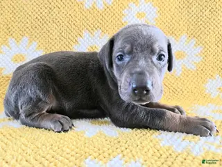 Doberman Pinscher dogs Doberman Pinscher Puppy 9 - Ad 27