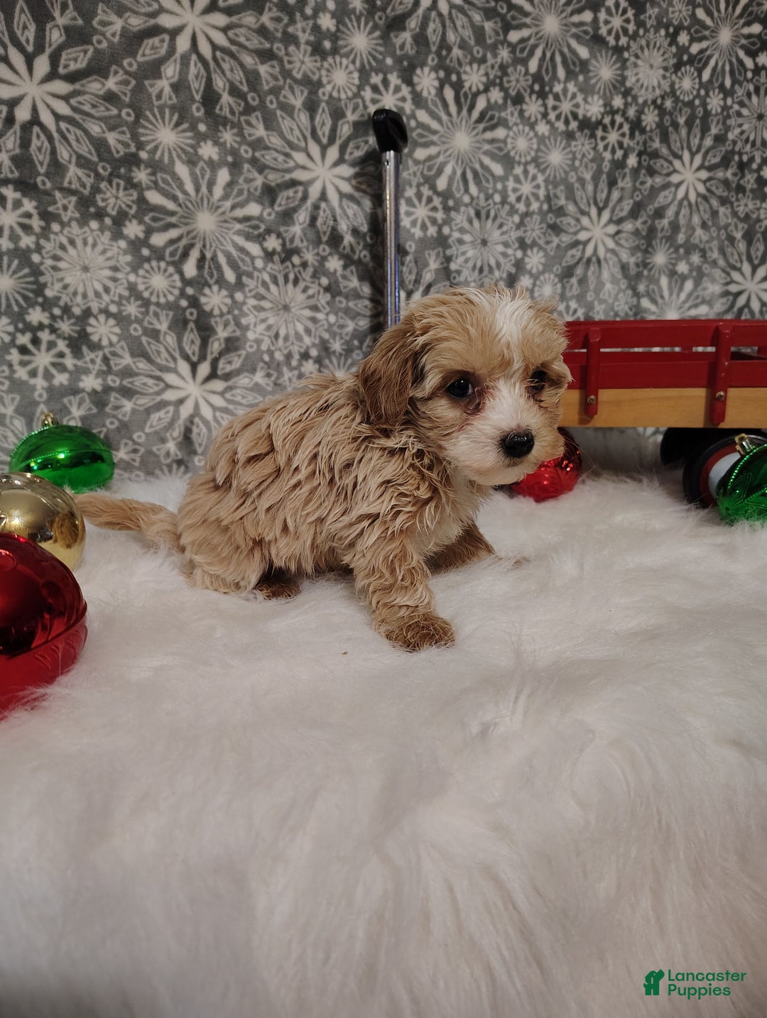 Maltipoo dogs for sale: Ivy - Ad 4