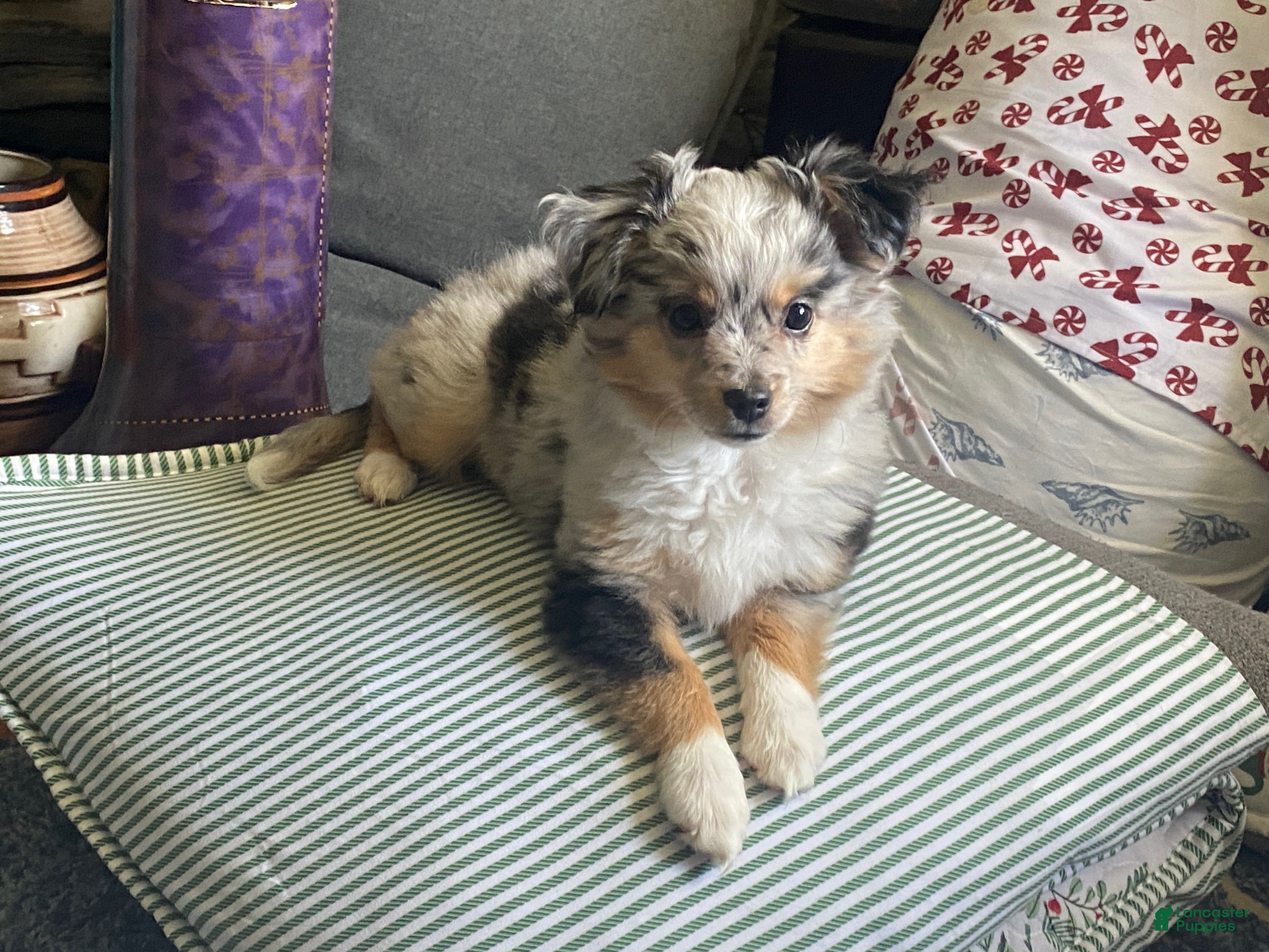 Toy Australian Shepherd dogs Tilly - Ad 13