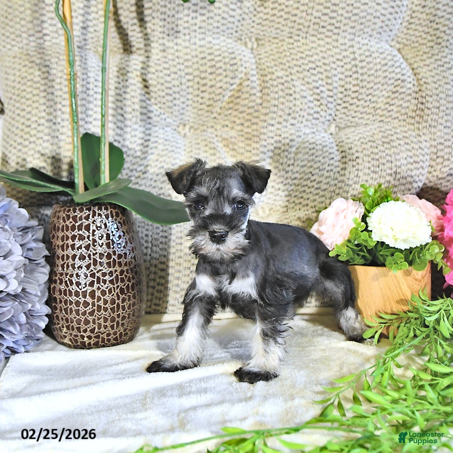 Miniature Schnauzer dogs Karter - Ad 2