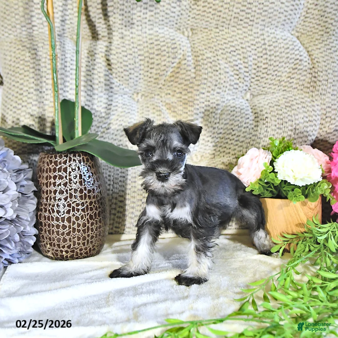 Miniature Schnauzer dogs for sale: Karter - Ad 2