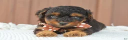Toy Poodle dogs for sale: Copper - Ad 3