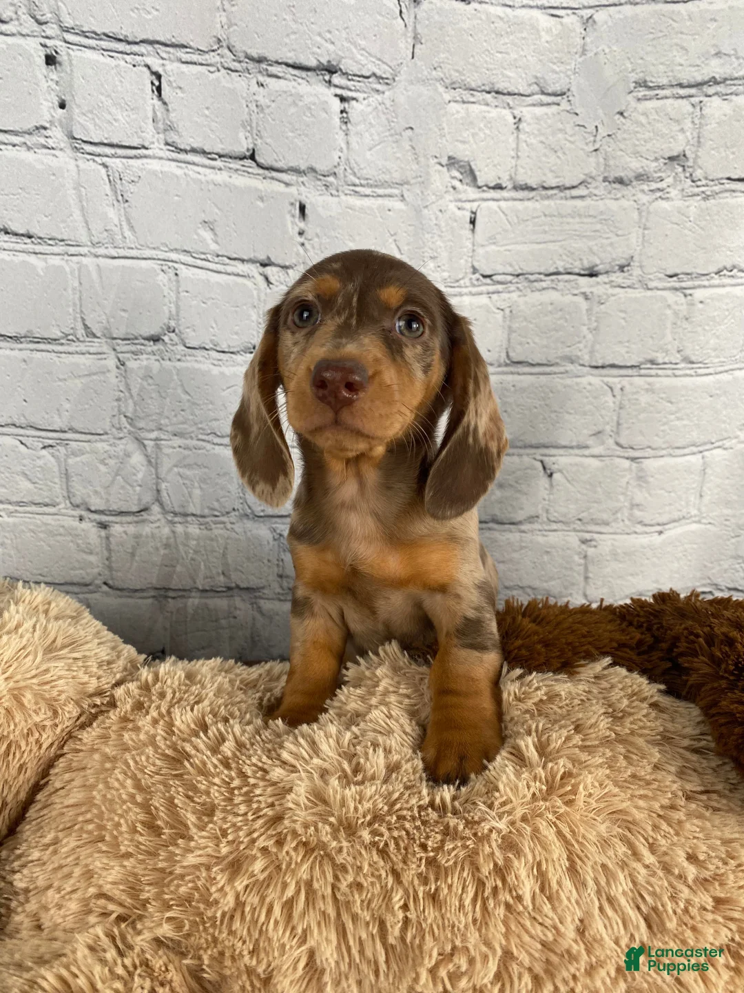 Miniature Dachshund dogs for sale: Hailey - Ad 17