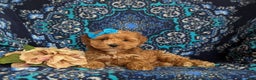 Mini Goldendoodle dogs for sale: Fergie 15 lbs Full grown Hypoallergenic - Ad 5