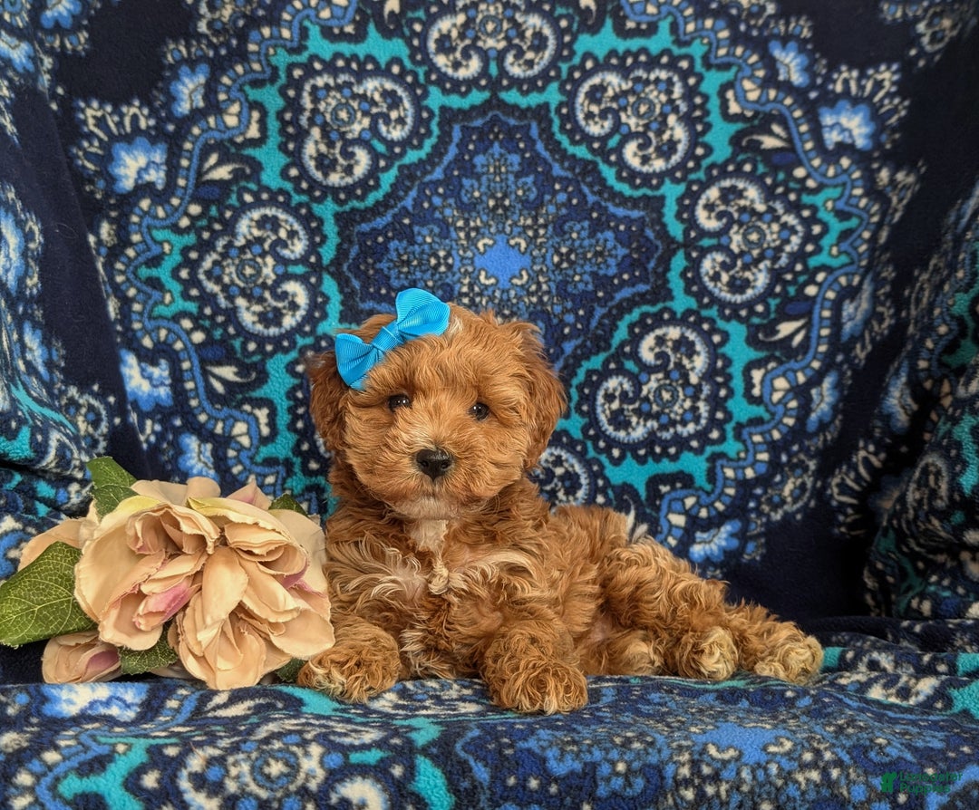 Mini Goldendoodle dogs for sale: Fergie 15 lbs Full grown Hypoallergenic - Ad 5