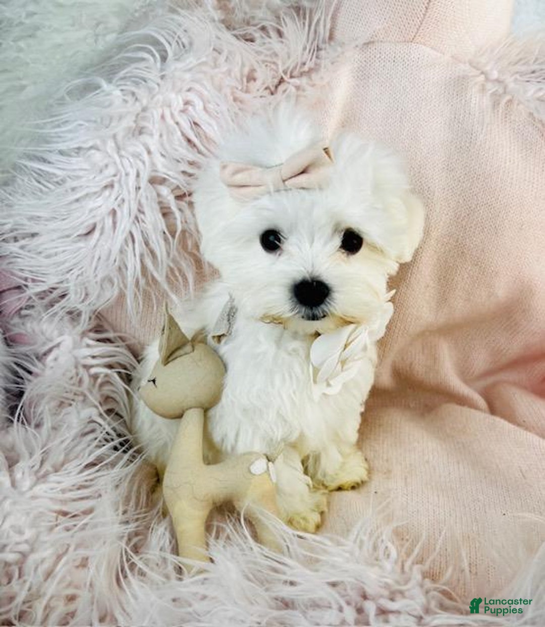 Maltese dogs for sale: Maltese Puppy 1 - Ad 2