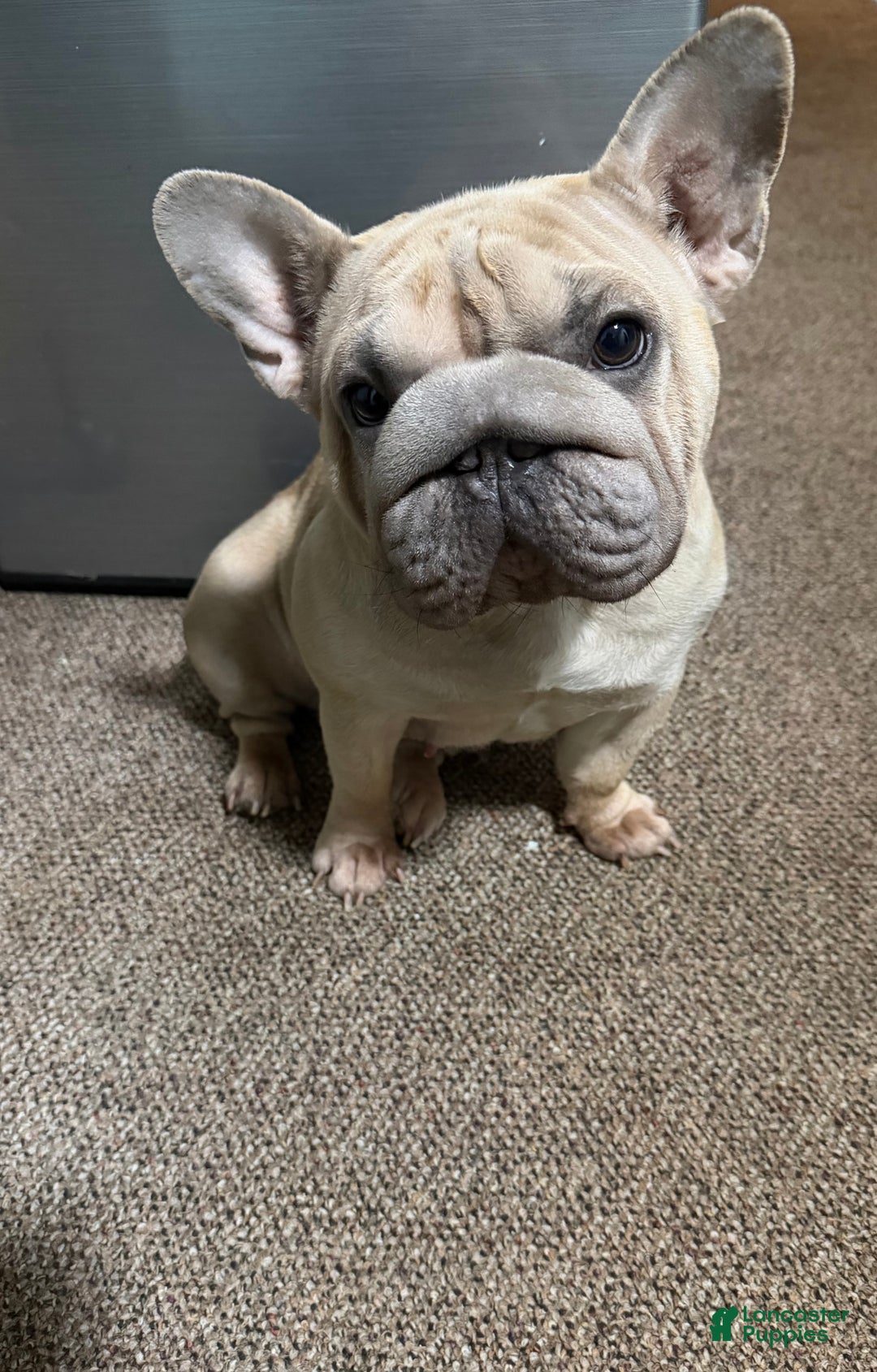 French Bulldog dogs for sale: Tiny - Ad 5