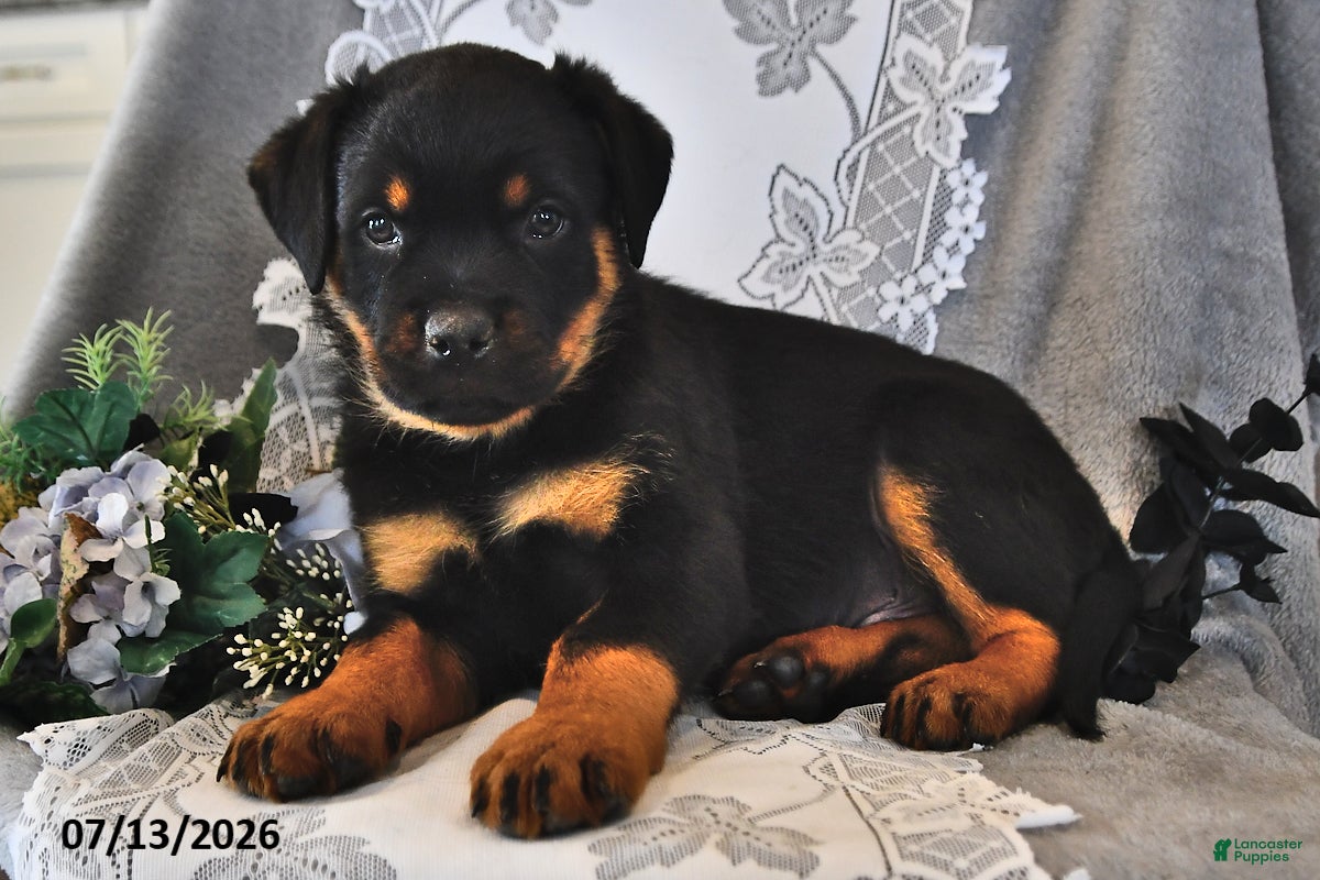 Rottweiler dogs Rex - Ad 1
