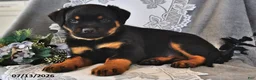 Rottweiler dogs for sale: Rex - Ad 1