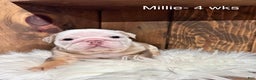 English Bulldog dogs for sale: Millie - Ad 2