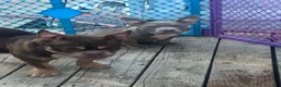 American Bully dogs for sale: Gotti - Ad 7