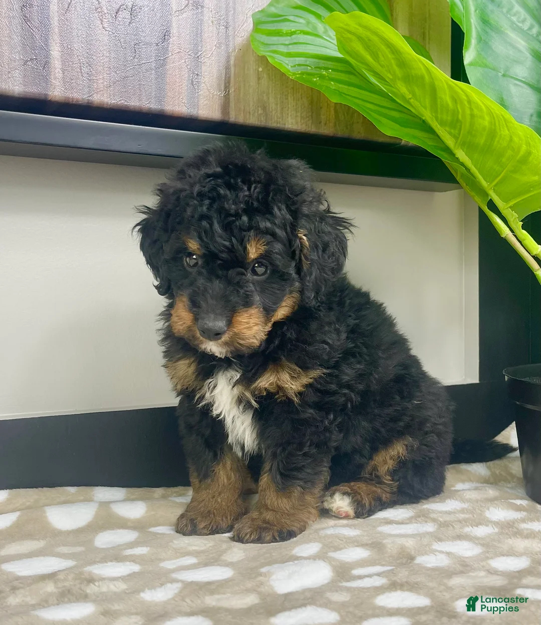 Mini Bernedoodle dogs for sale: Basil - Ad 1