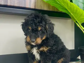 Mini Bernedoodle dogs Basil - Ad 4