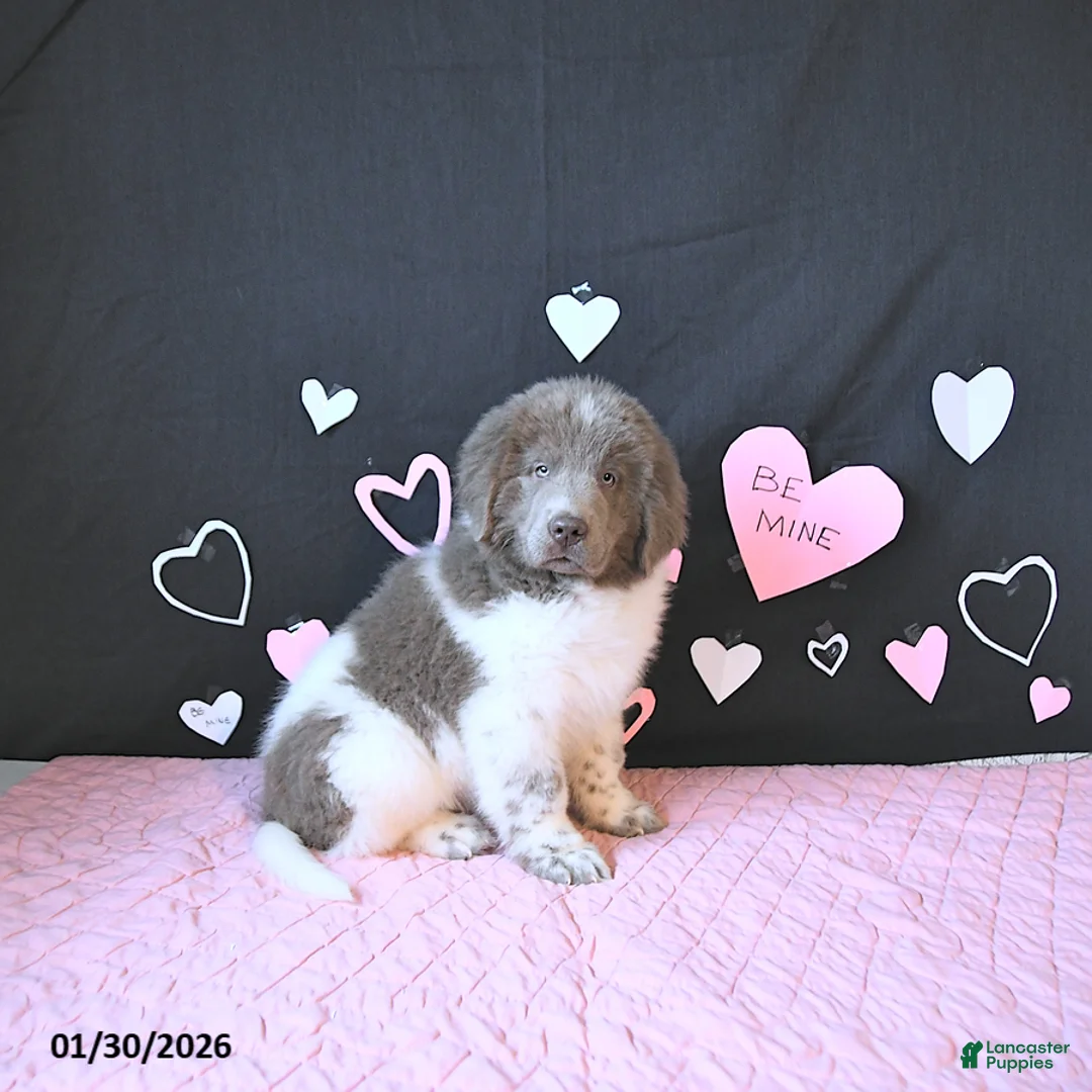 Newfoundland dogs for sale: Oliver - Ad 5