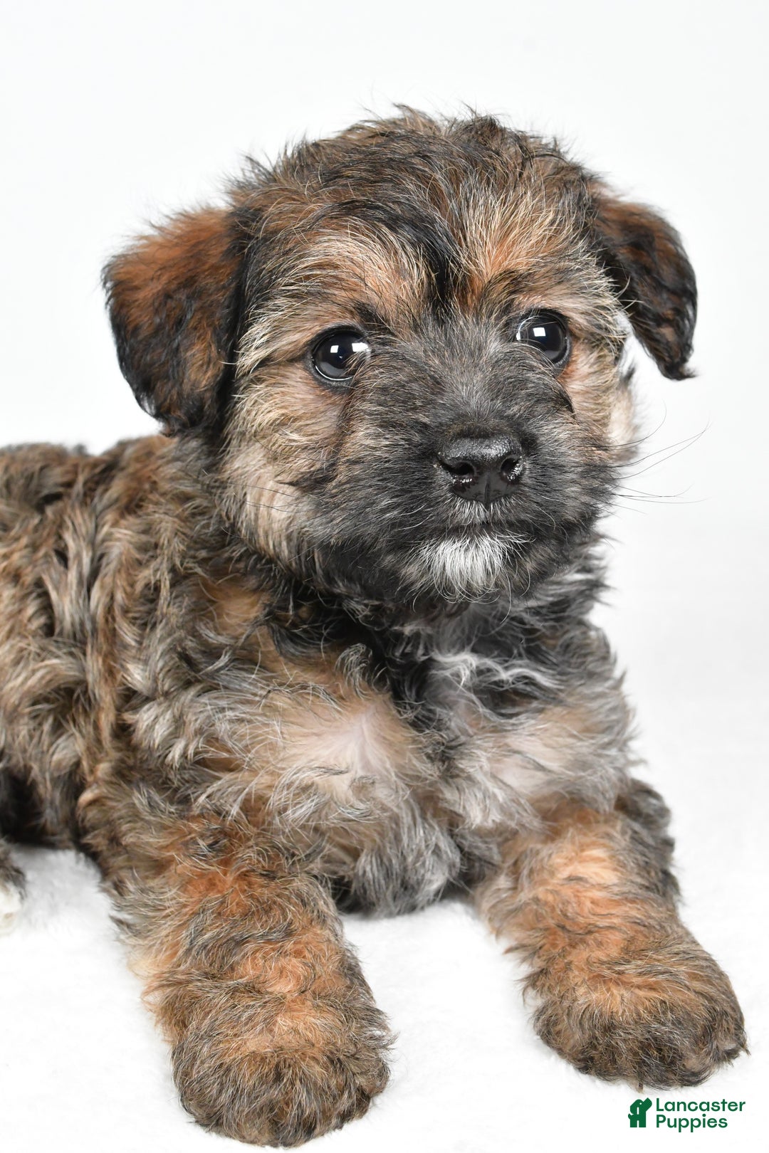 Yorkiepoo dogs for sale: Noelle - Ad 2