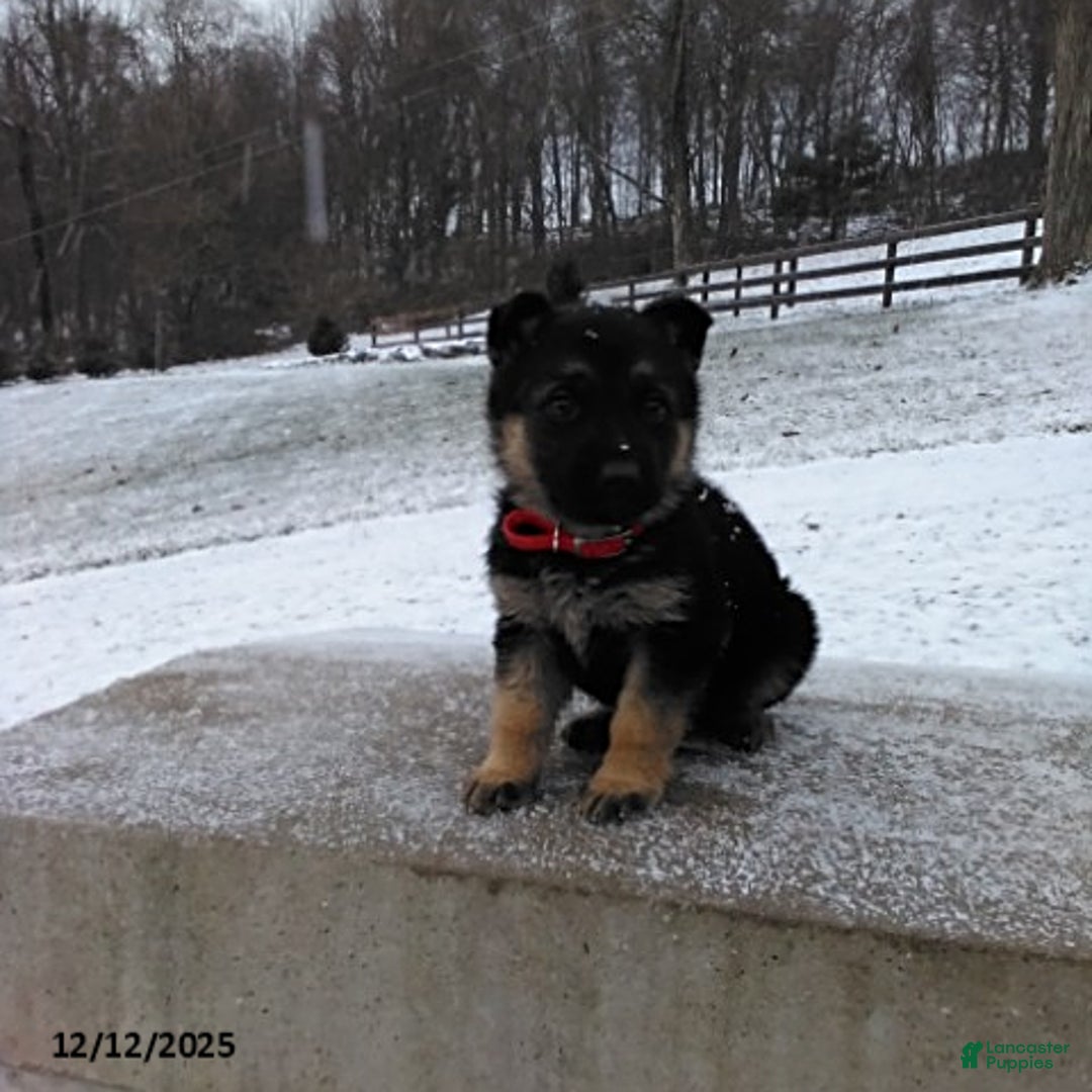 German Shepherd dogs for sale: Lilly - Ad 1