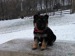 German Shepherd dogs Lilly - Ad 24