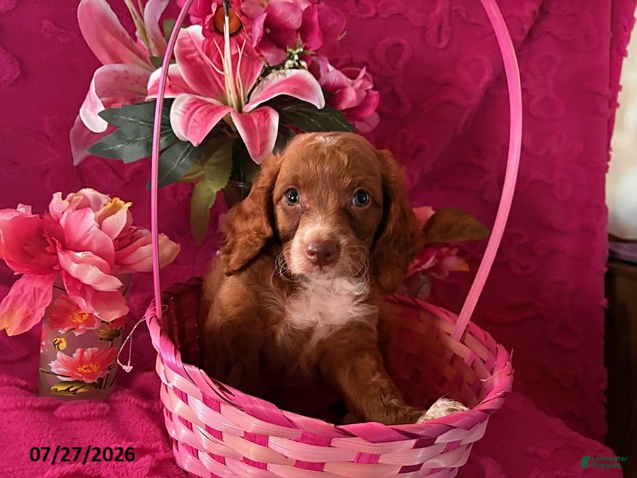 Mini Aussiedoodle dogs Teddy - Ad 10