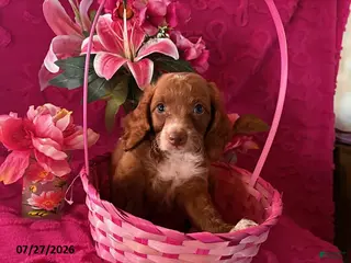 Mini Aussiedoodle dogs Teddy - Ad 9