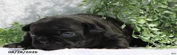 French Bulldog dogs for sale: Davina - Ad 7