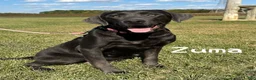 Labrador Retriever dogs for sale: Zeno - Silver Male - Ad 3