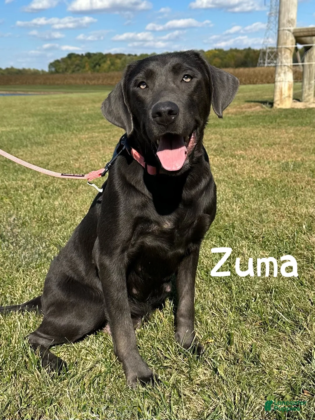 Labrador Retriever dogs for sale: Zeno - Silver Male - Ad 3