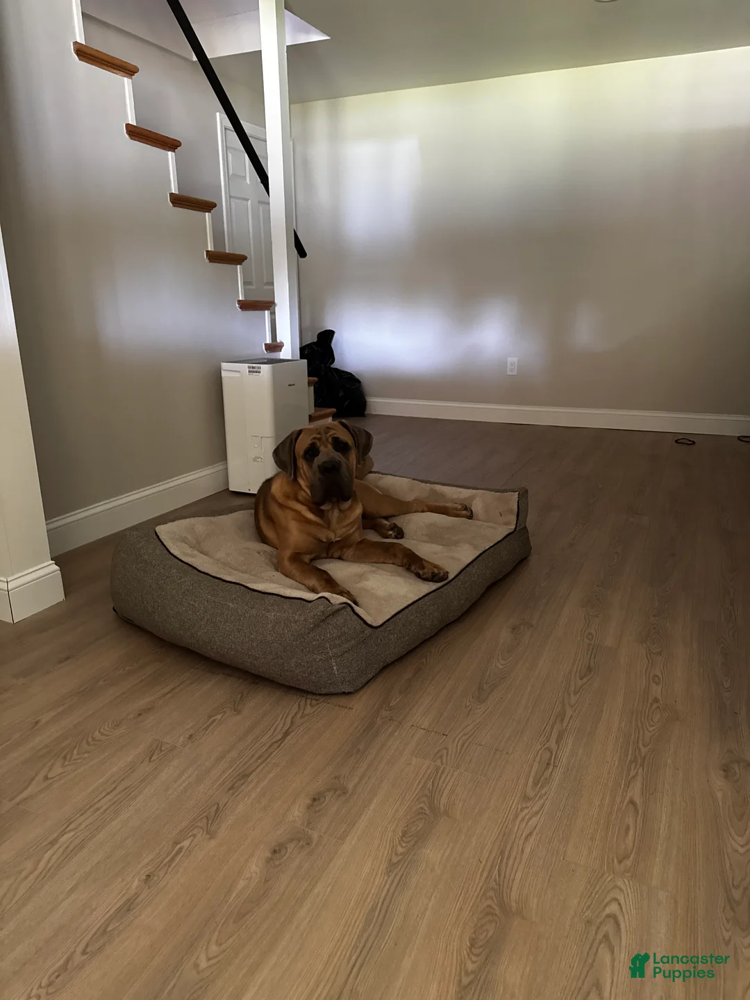 Cane Corso dogs for sale: Enzo masimo  - Ad 2