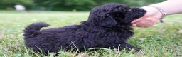 Mixed Breed dogs for sale: Marly - Ad 2