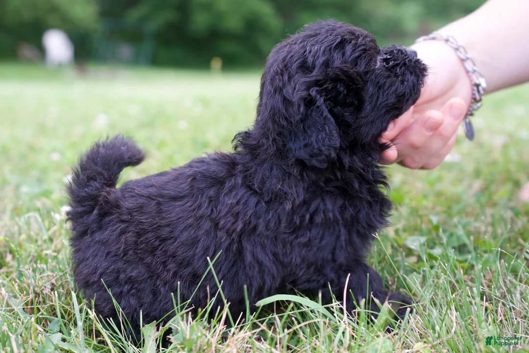 Mixed Breed dogs for sale: Marly - Ad 2